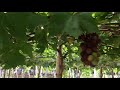 Grape Picking -Bauang La Union