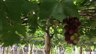 Grape Picking -Bauang La Union