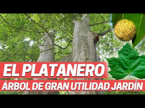 Video: Árboles de hoja caduca. Plátanos de la especie Platanus orientalis