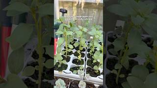 What’s Growing In My Unheated Greenhouse This April 🌱