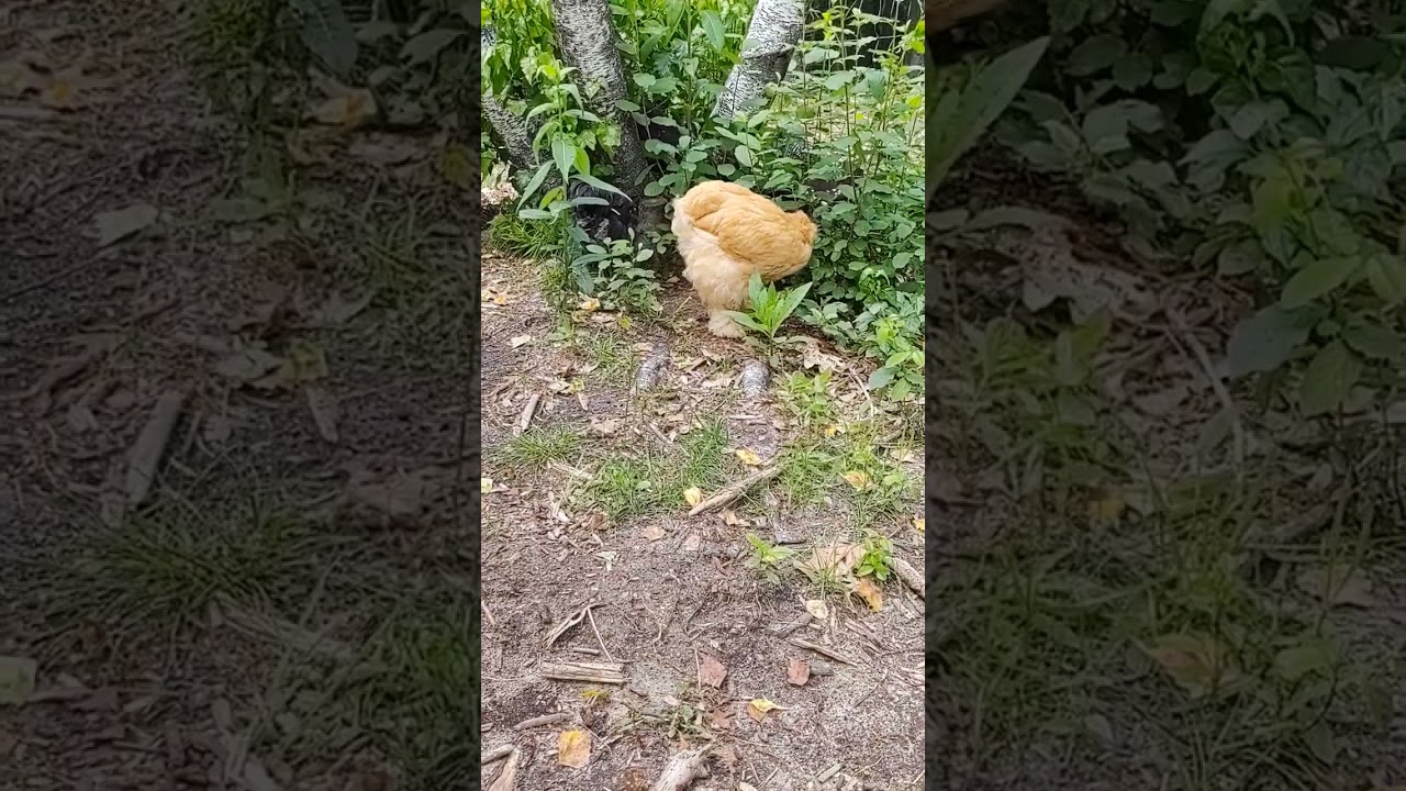 Buff Cochin 11 1/2 weeks old