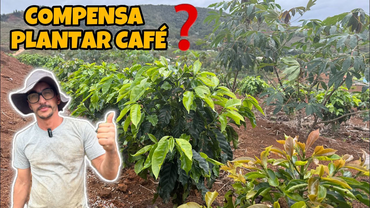 CAFÉ! QUASE 1 ANO APÓS O PLANTIO