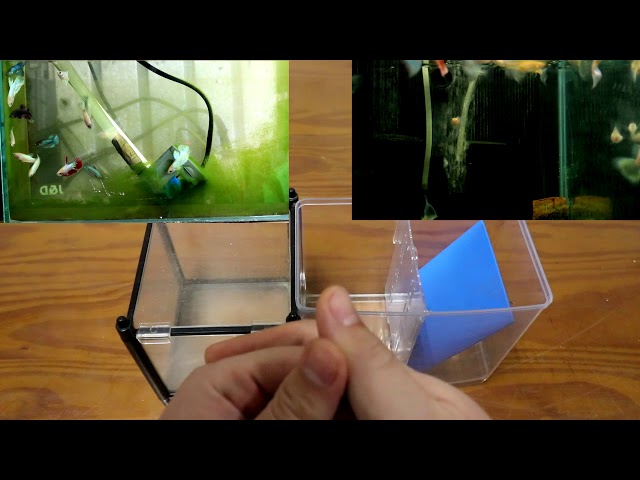 鬥魚生產 Litetube