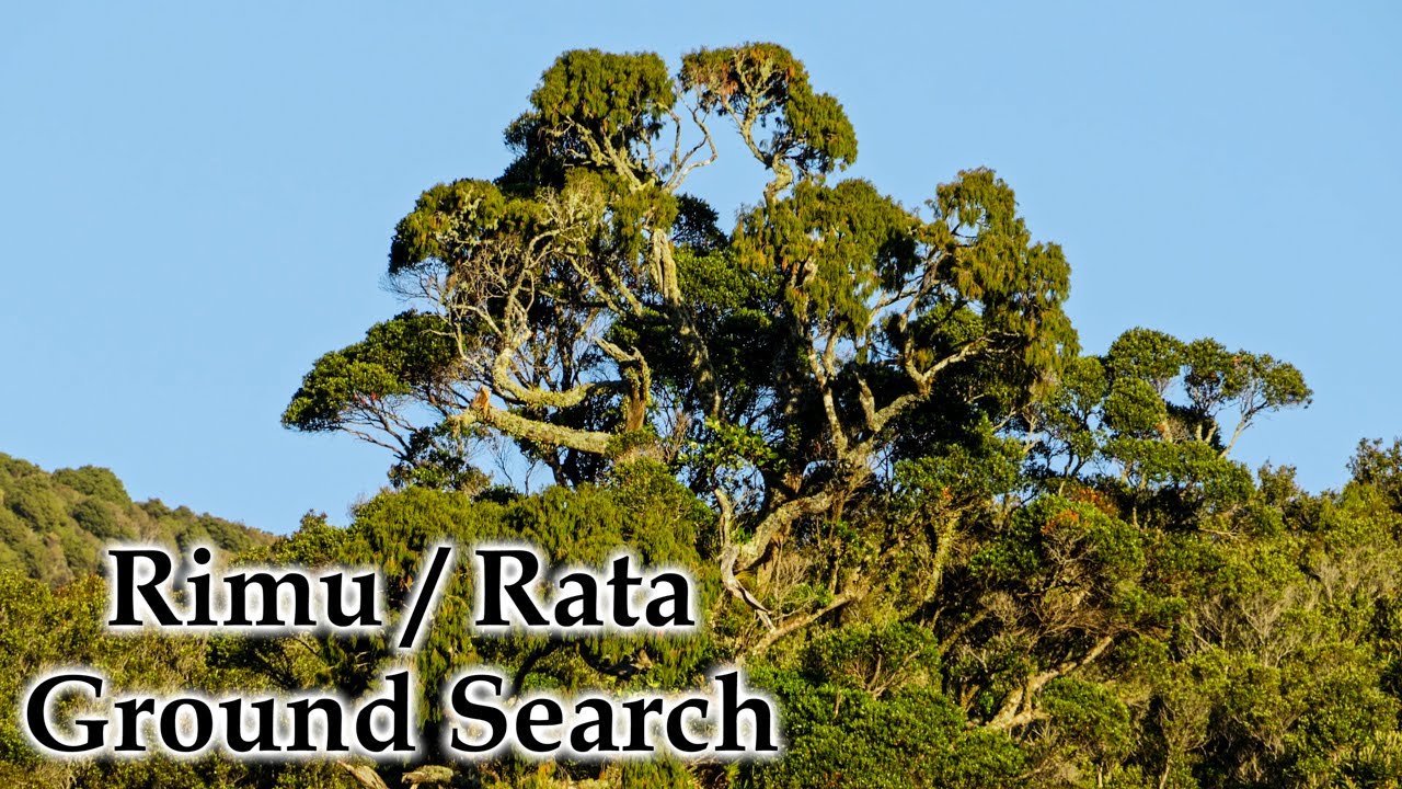 Giant Rimu / Rata Ground Search #4k #nativeforest #newzealandlandscape ...