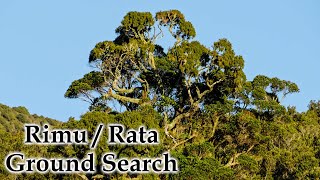 Giant Rimu / Rata Ground Search #4k #nativeforest #newzealandlandscape #rimu #rata