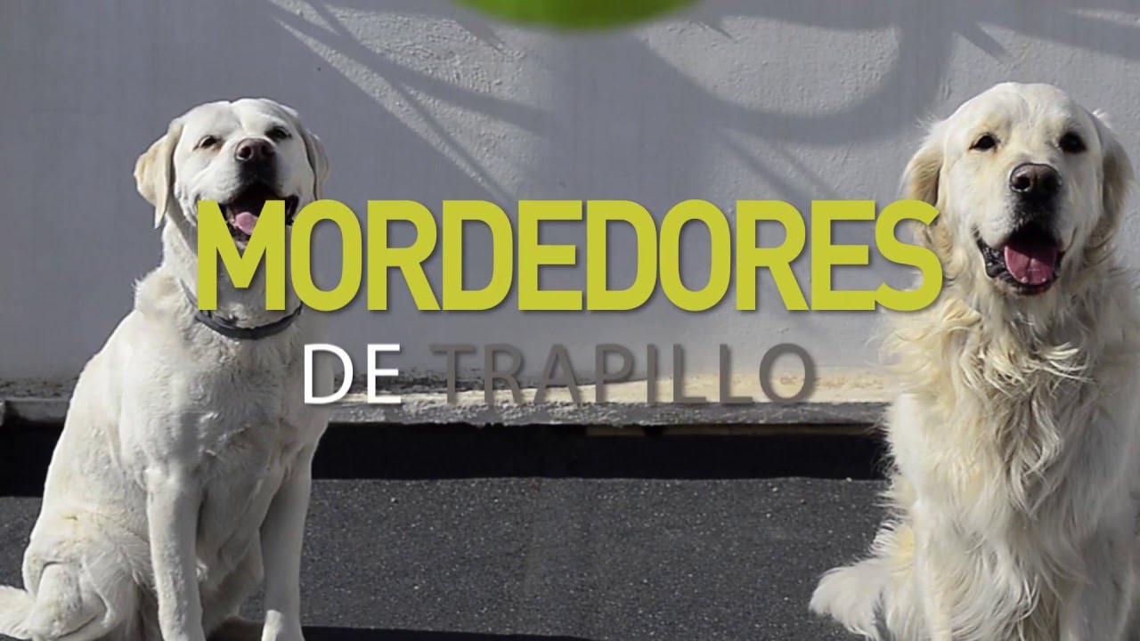 DIY Tutorial Mordedor de trapillo con pelota para perros