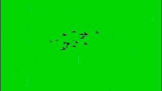 Bird Flying Green Screen Video