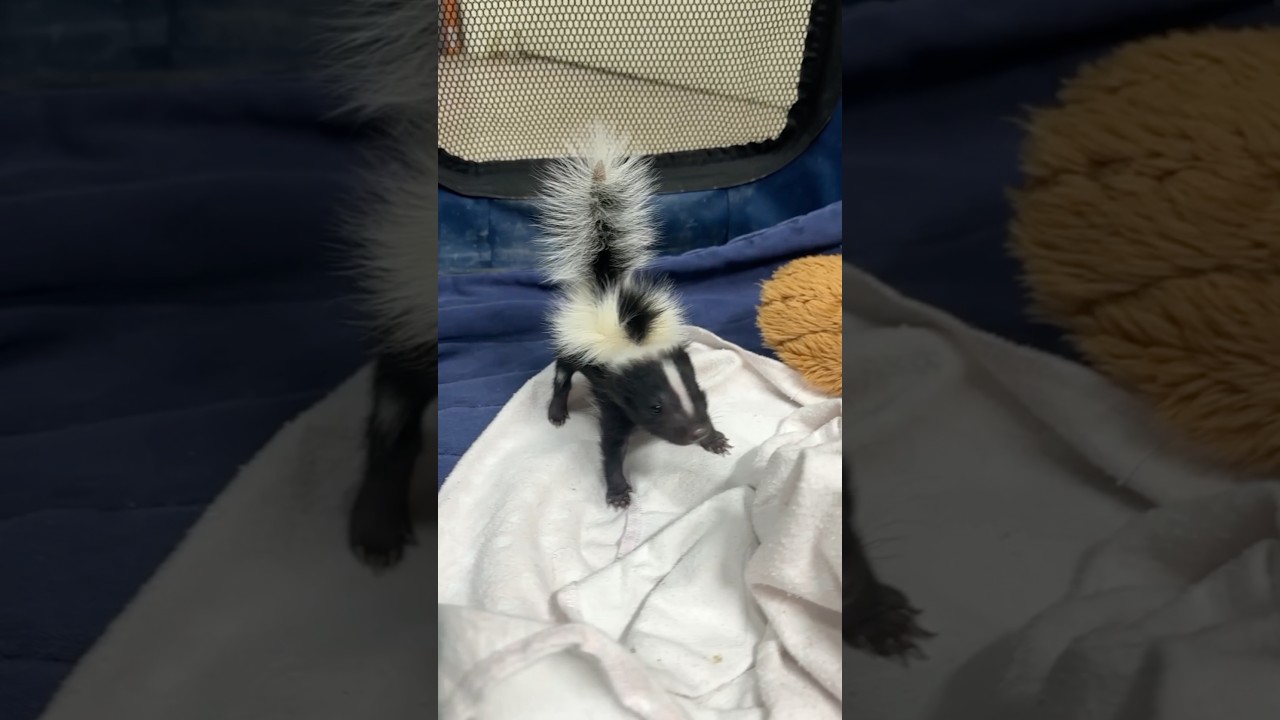 Скунс с характером 🦨🤣#смешно #скунс #пук #животные #fyp