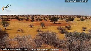 Namibia: Live stream in the Kalahari Desert