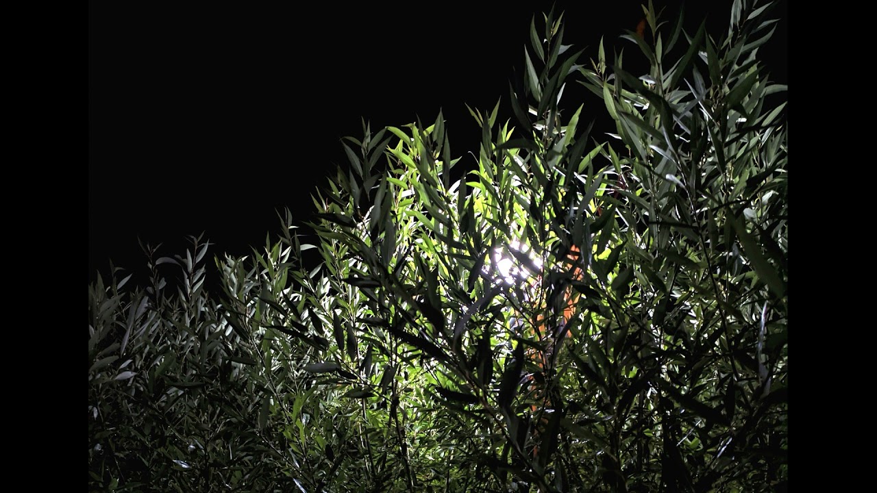 Ф Тютчев Слёзы людские, о слёзы людские #гражданскаялирика #поэты19века ...