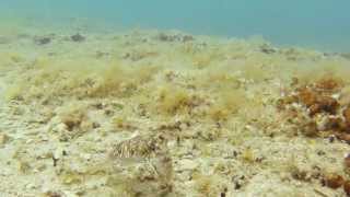 GoPro Cuttlefish attack