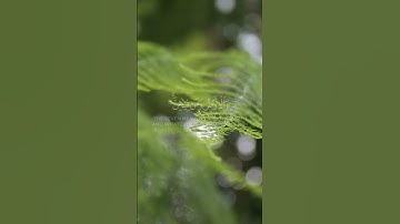 سورة : الإسراء - Al-Isrā’  - الجزء : ( 15 )  -  الصفحة: ( 286 ) #قرآن #قرآن_كريم #قرآن_كريم