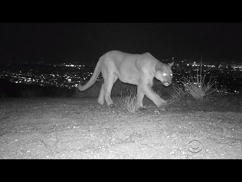 Mountain lion moves in to Hollywood Hills
