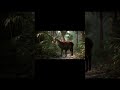 Waterbuck – The Powerful Antelope of Africa | Welcome to NVOOVN | A World of Cinematic Animation.