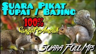 🔴🔴🔴SUARA PIKAT TUPAI / BAJING 100% SANGAT AMPUH