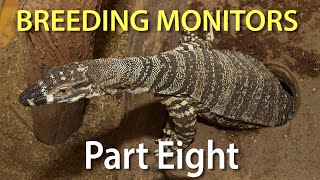 Breeding monitors in captivity Part Eight: Egg laying