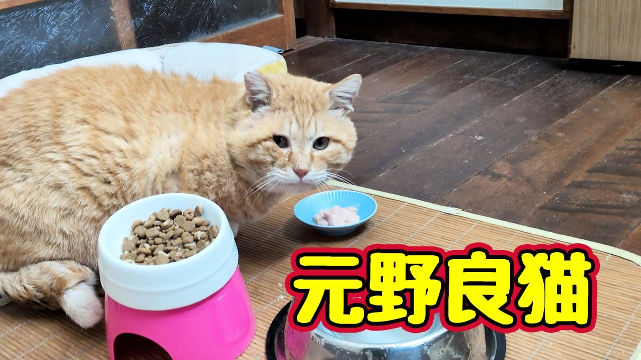 落ち着かない【元野良猫】