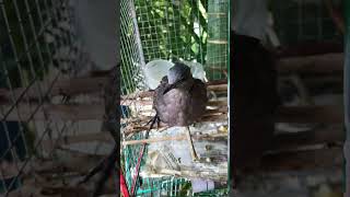 IMG 0240