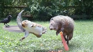 Details ANGRY SQUIRREL KICKS GROUNDHOG Update