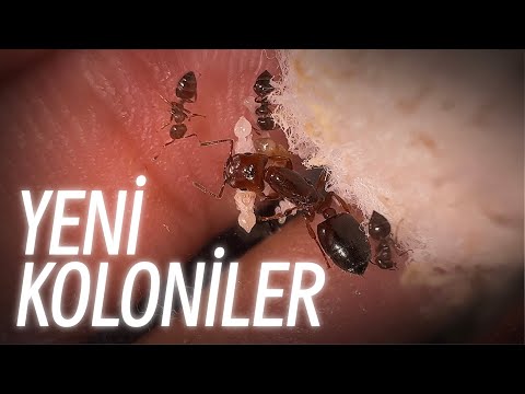 Yeni Koloniler | Besleme