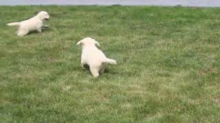 English Cream Golden Retriever Puppies for Sale