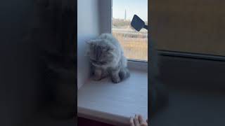 Кошка Лаки Не Хочет Причесываться 😻 #Cat #Animals #Animal