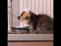 フリーズする子猫。大好きなエサを落として悲しい【猫動画】#Shorts