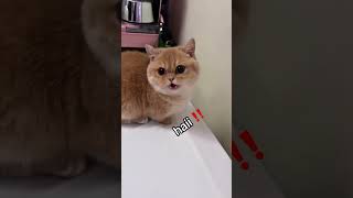 Ruby Chan Nani Ga Suki  Cat Cover shorts