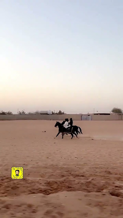 من خيل المربط في شعيب اسطبلات الجنادرية الرياض #اكسبلور #explore #snapchat #سناب #خيل