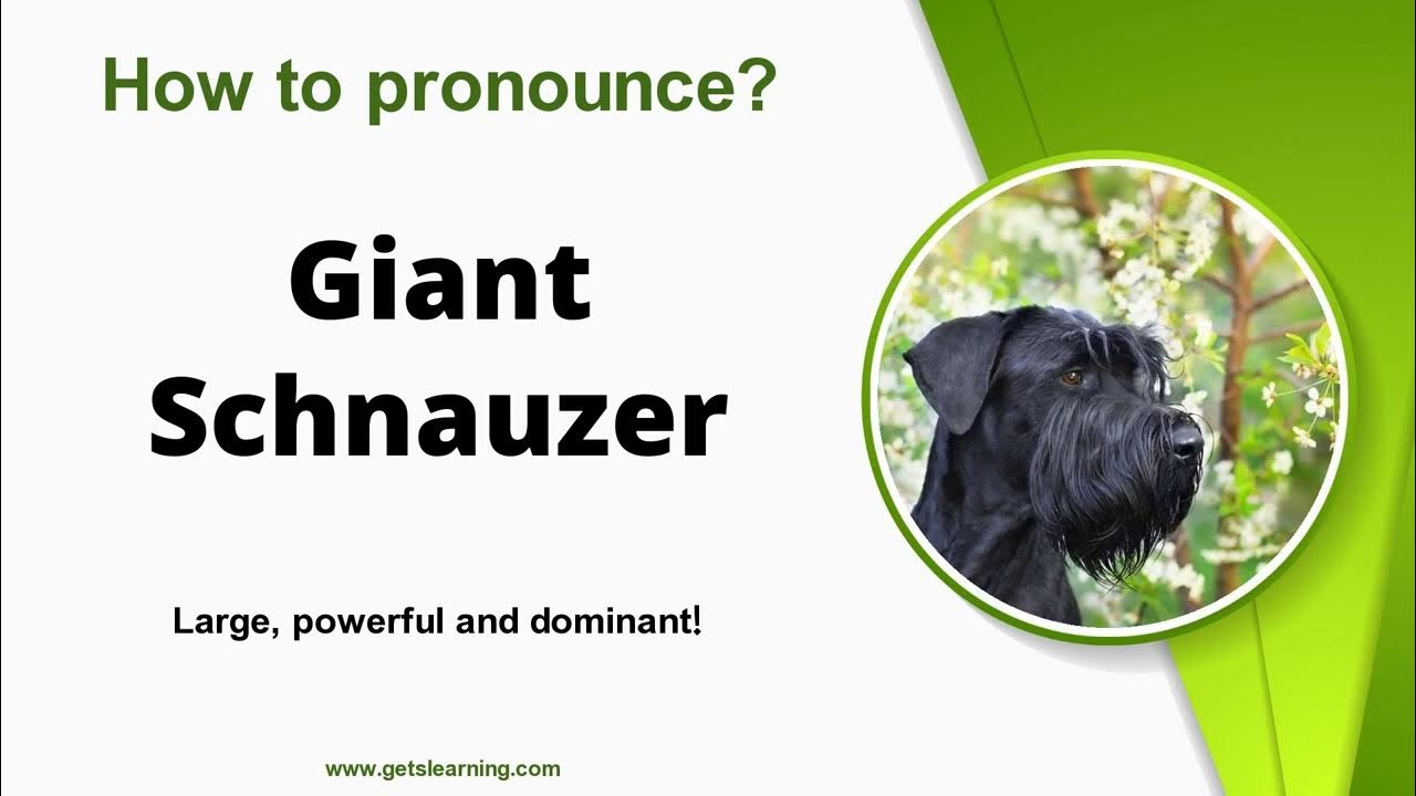 How To Pronounce Giant Schnauzer In English Correctly YouTube how-to-pronounce-giant-schnauzer-in-english-correctly-youtube