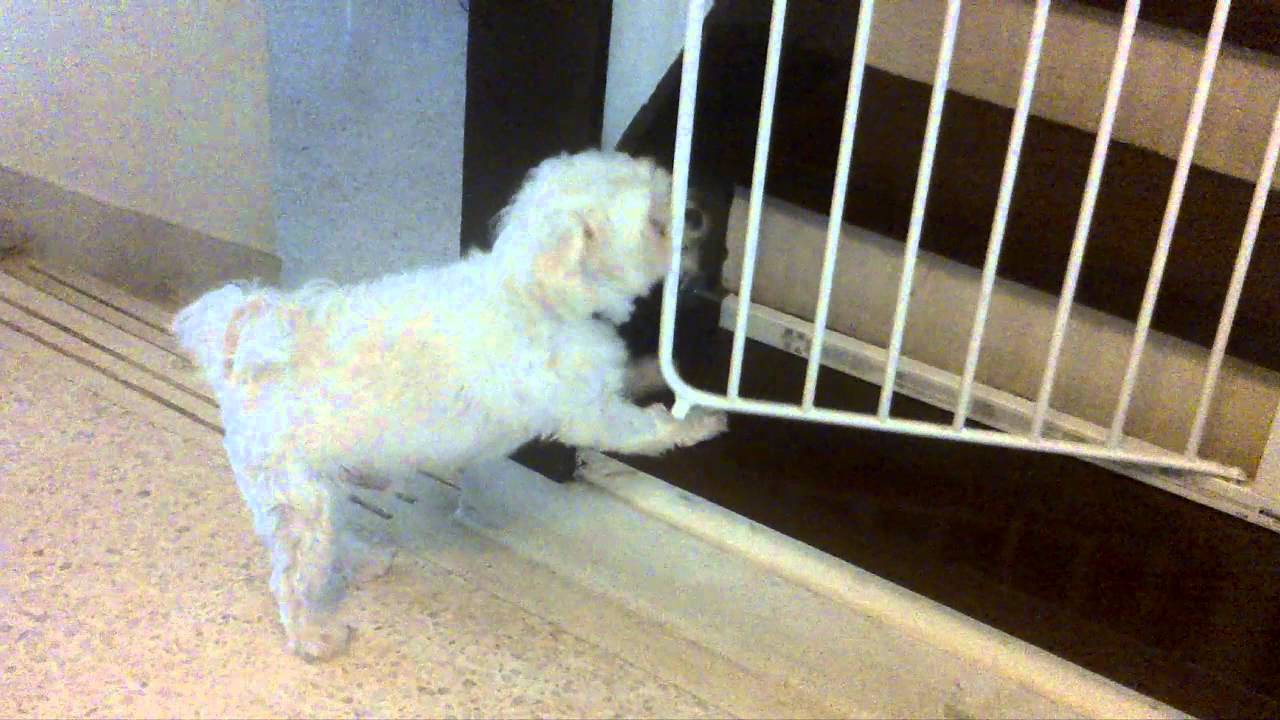 Smart Dog Maltese Opens Gate to climb up the stairs YouTube