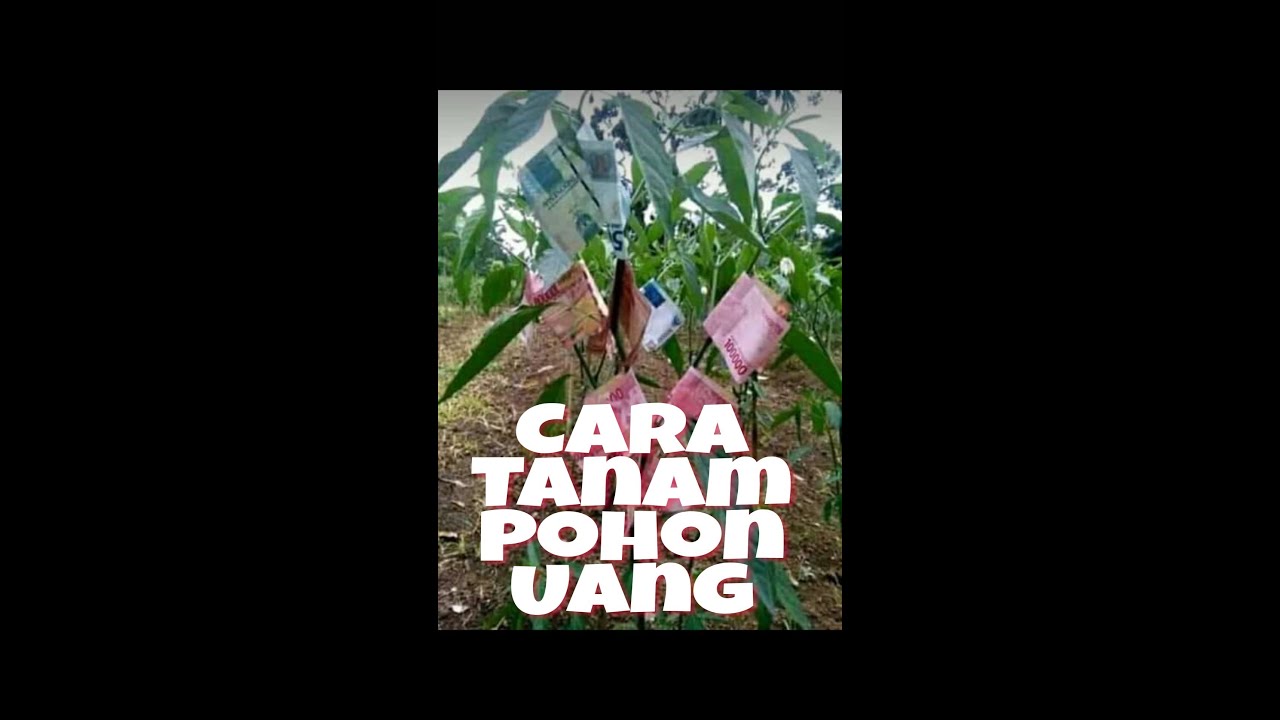 Hanya 30 Detik!!! Cara Menanam Pohon Uang!!! - Youtube