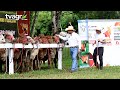 Hacienda Villeda - Cuna de Campeones Gyr Lechero