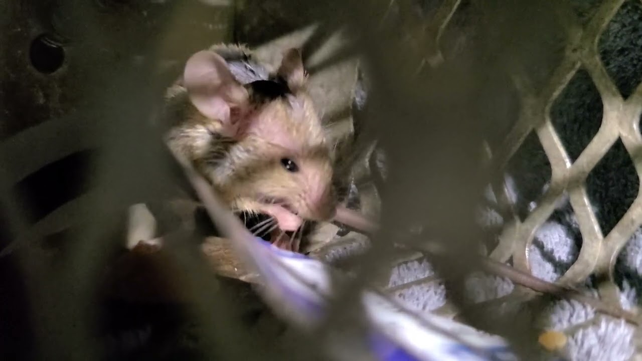 revive a mouse in cold using hair dryer