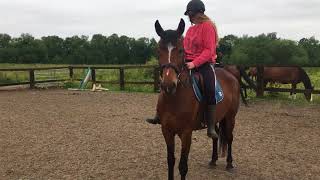 creevagh ferro 6 year old for sale