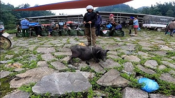 Chợ Phiên Lùng Phình Nguyên Sơ – Lợn Cắp Nách, Nông Sản Rừng Gây Sốt | Rustic Highland Market