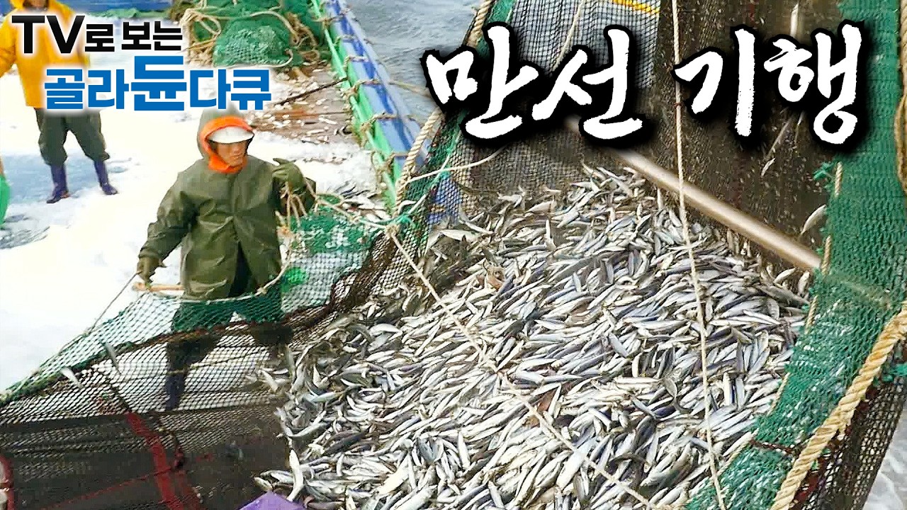 🌊바다에 돈이 꽈악 찼다!🌊 바다를 금고처럼 쓰는 어부들의 만선 기행｜그물 가득 잡힌 제절 생선들에 쉴 틈 없는 선원들｜선상 먹방｜한국기행｜