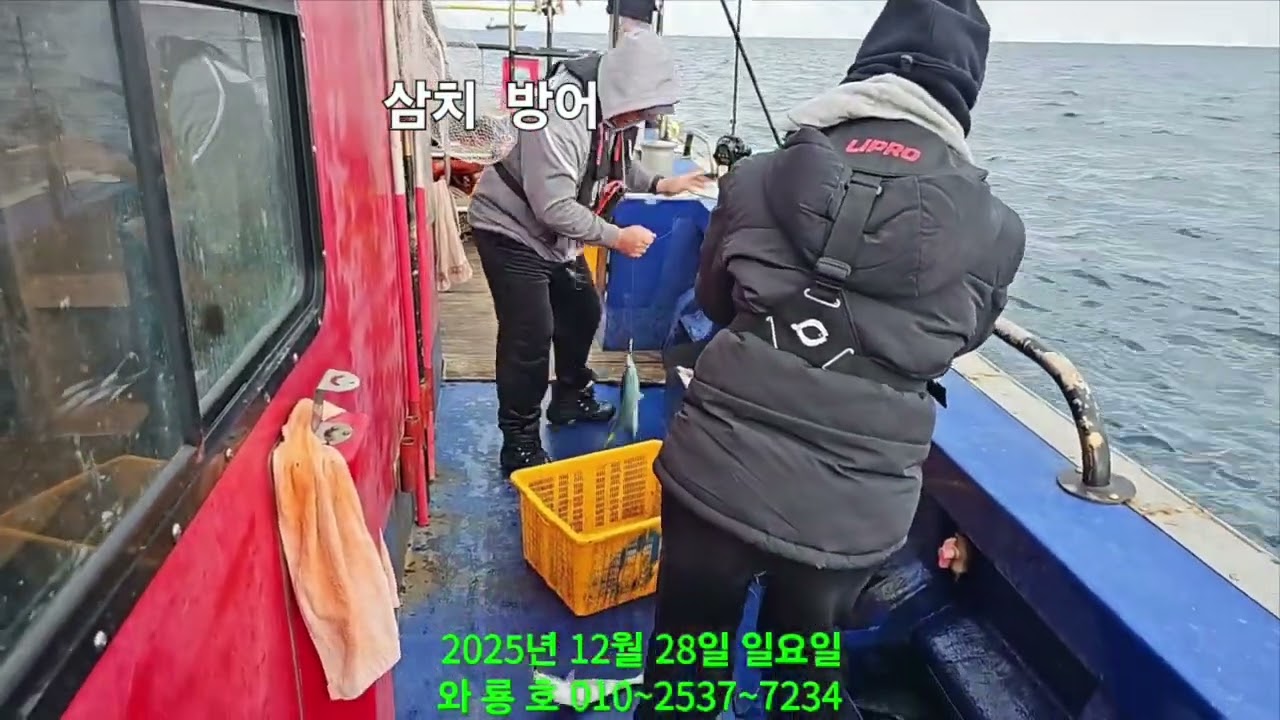 삼치방어 손맛 너무 좋아요 초보님도 쉽게잡습니다 