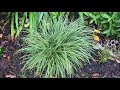 Revue des plantes  carex la plante miracle