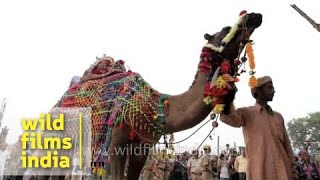 Camel dance showcase at Pushkar mela, Rajasthan