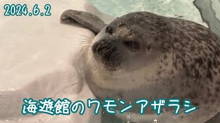 海遊館のワモンアザラシ