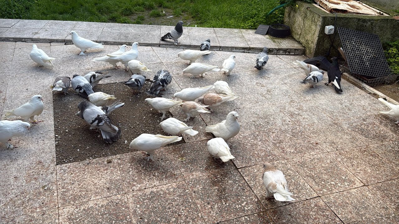 GÜVERCİN LİMONİLER BEYAZLAR MAVİLER SABUNİLER HEPSİ AYNI VİDEODA İYİ SEYİRLER 