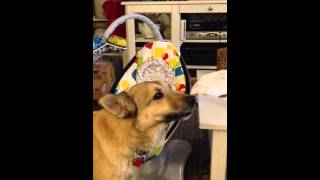 Dog talks to baby