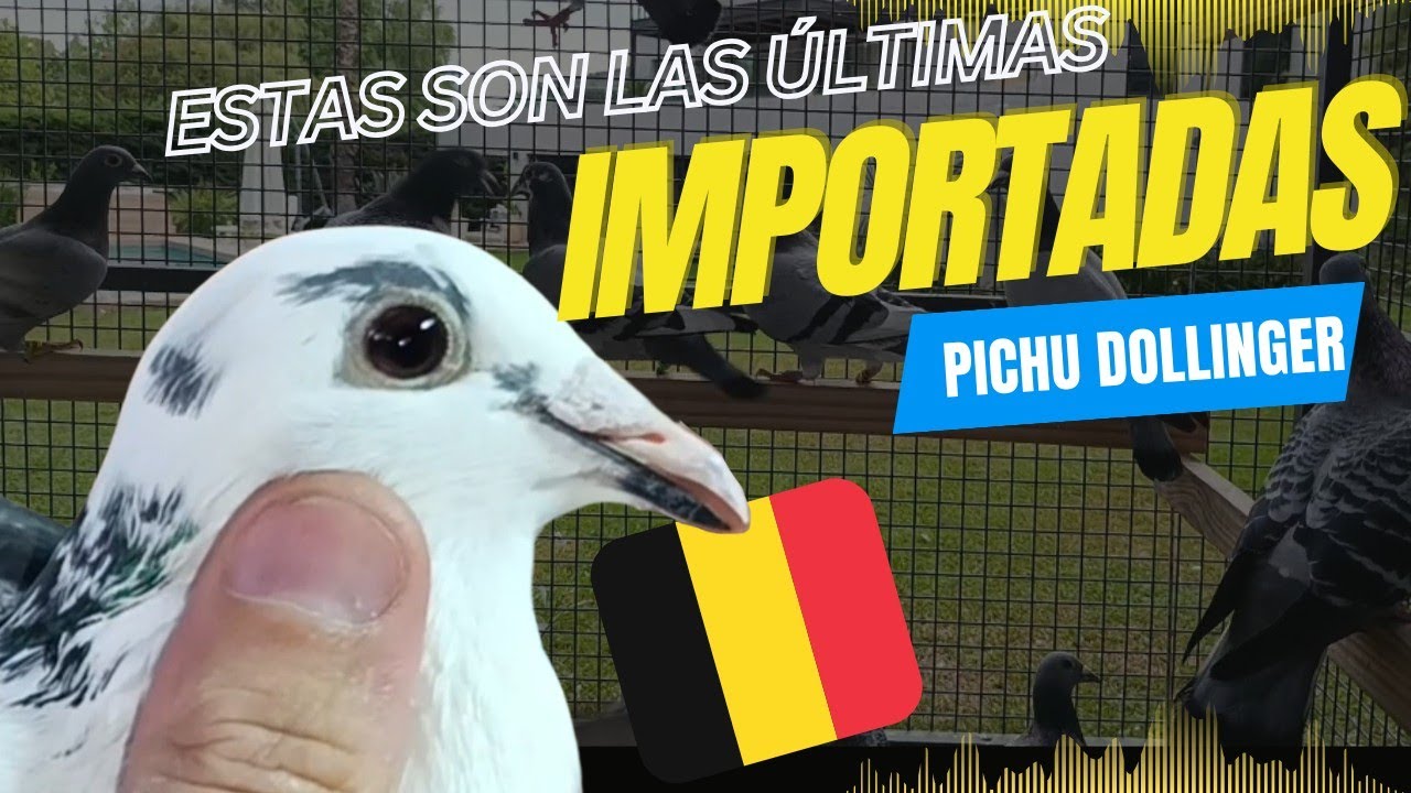 TODOS QUIEREN SU PALOMA!!! Palomas mensajeras, Pichu Dollinger un apasionado TOTAL  parte 2.