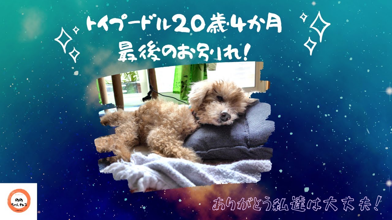 トイプードル20歳4か月 最後のお別れ ありがとう私達は大丈夫！ - YouTube