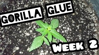 Gorilla Glue autoflower week 2 grow guide. Growers choice seeds outdoor auto flower canabis grow