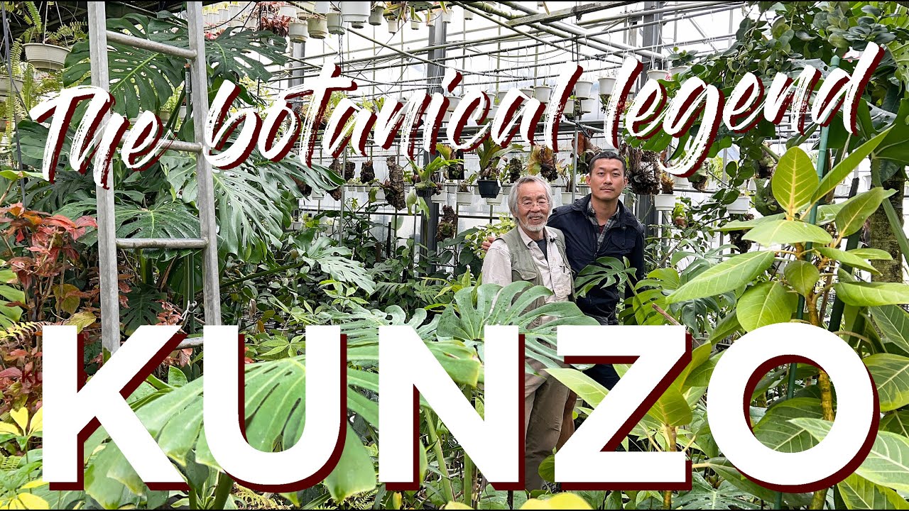 フラワーベース JUNO ジュノ グリーン  nuutajarvi Dwarf Japgarden Juniper (Juniperus procumbens 'Nana') in Denver