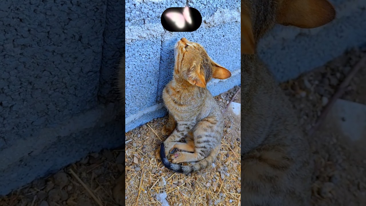 Street Cat Demonstrates Perfect Hunting Technique 