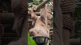 sloth eating at the sloth sanctuary, Montaverde, Costa Rica