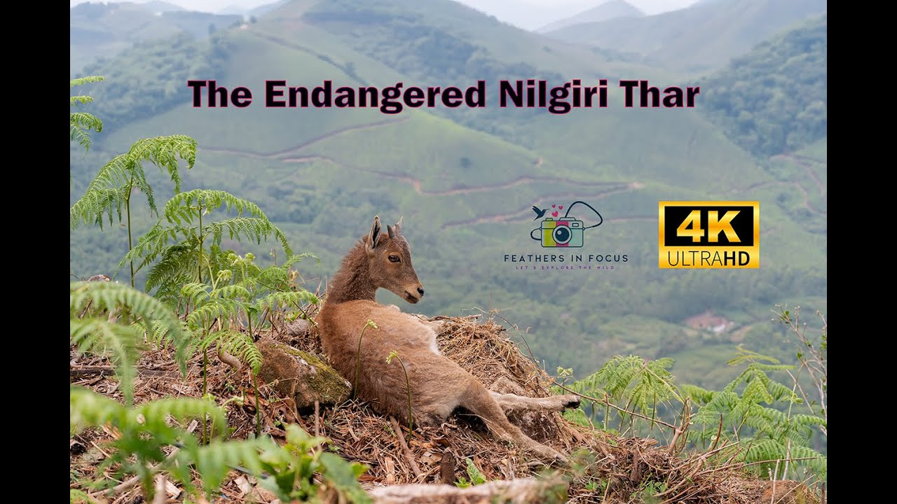 The Endangered Nilgiri Thar - Mountain Goat Movie